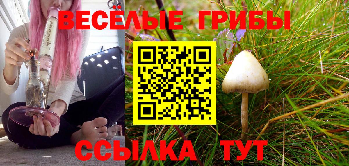 Галлюциногенные грибы Psilocybe Среднеуральск